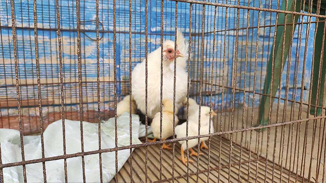 Tour Rafting - Medellín de Cerca